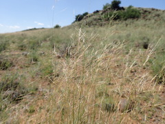 Stipagrostis ciliata capensis