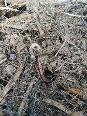 Lumbricus terrestris