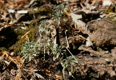 Draba ramosissima