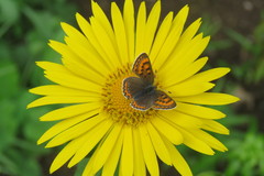 Lycaena helle