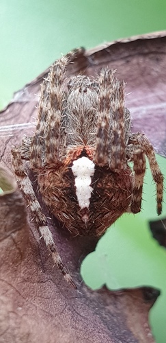 Neoscona facundoi