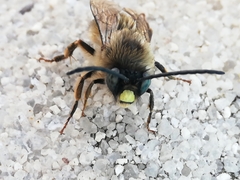 Eucera nigrilabris