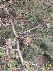 Melaleuca cuticularis