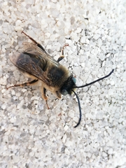 Eucera nigrilabris