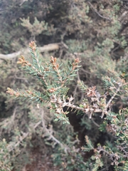 Melaleuca cuticularis