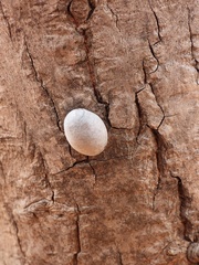 Lycogala flavofuscum