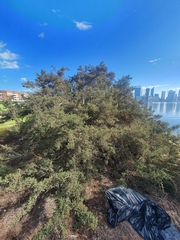 Melaleuca cuticularis