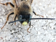 Eucera nigrilabris