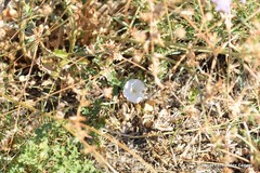 Convolvulus arvensis