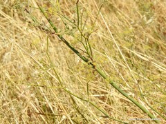 Foeniculum vulgare