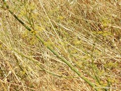 Foeniculum vulgare