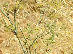 Foeniculum vulgare