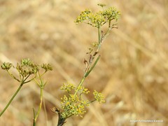 Foeniculum vulgare