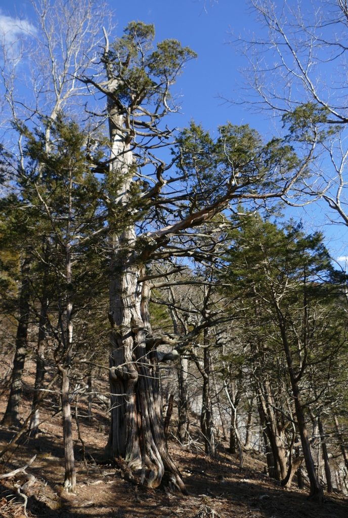 eastern redcedar in February 2022 by rbartgis. Methuselah tree, suspect ...