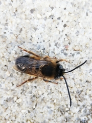 Eucera nigrilabris