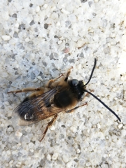 Eucera nigrilabris
