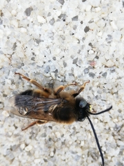 Eucera nigrilabris
