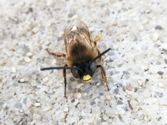 Eucera nigrilabris