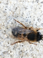 Eucera nigrilabris