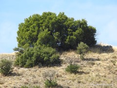 Quercus rotundifolia