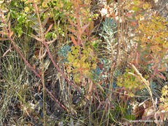 Euphorbia nicaeensis