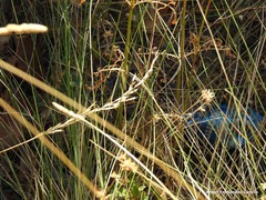 Helictochloa bromoides