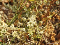 Cuscuta approximata