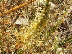 Cuscuta approximata
