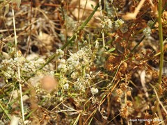 Cuscuta approximata
