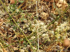Cuscuta approximata