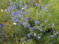 Halgania sericiflora