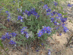 Halgania sericiflora