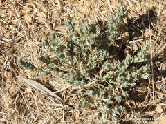 Teucrium gnaphalodes
