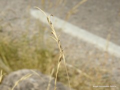 Brachypodium phoenicoides