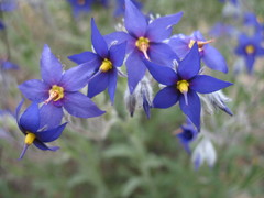 Halgania sericiflora