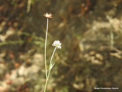 Cephalaria leucantha