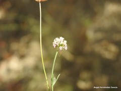 Cephalaria leucantha