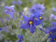 Halgania sericiflora