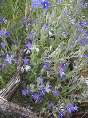 Halgania sericiflora