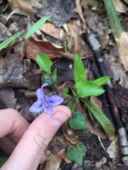 Viola rostrata
