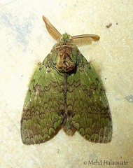 Netria viridescens