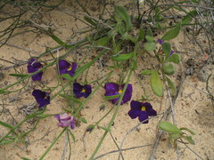 Scaevola phlebopetala