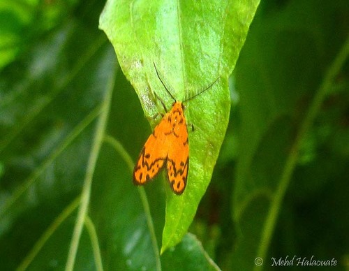 Asura variabilis