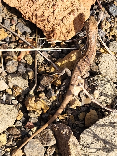Santo Antão Skink