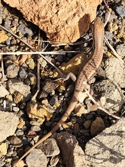 Chioninia fogoensis