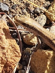 Chioninia fogoensis