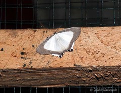 Cyphura caudiferaria