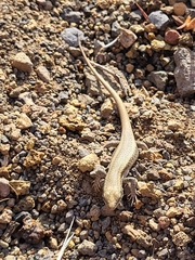 Chioninia fogoensis