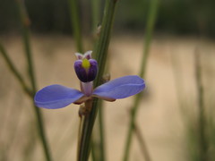 Comesperma scoparium
