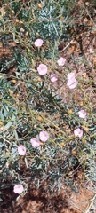 Convolvulus remotus